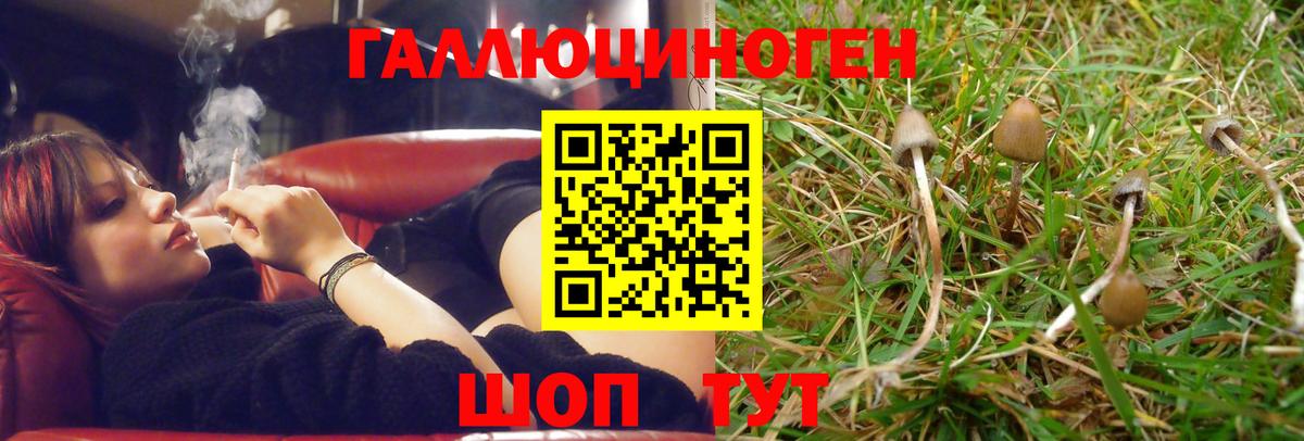 Псилоцибиновые грибы мицелий  Псилоцибиновые грибы Psilocybine cubensis  Курганинск 